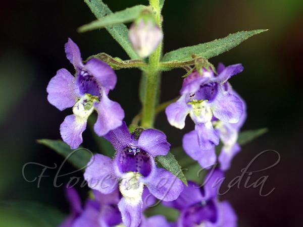 Willowleaf Angelonia